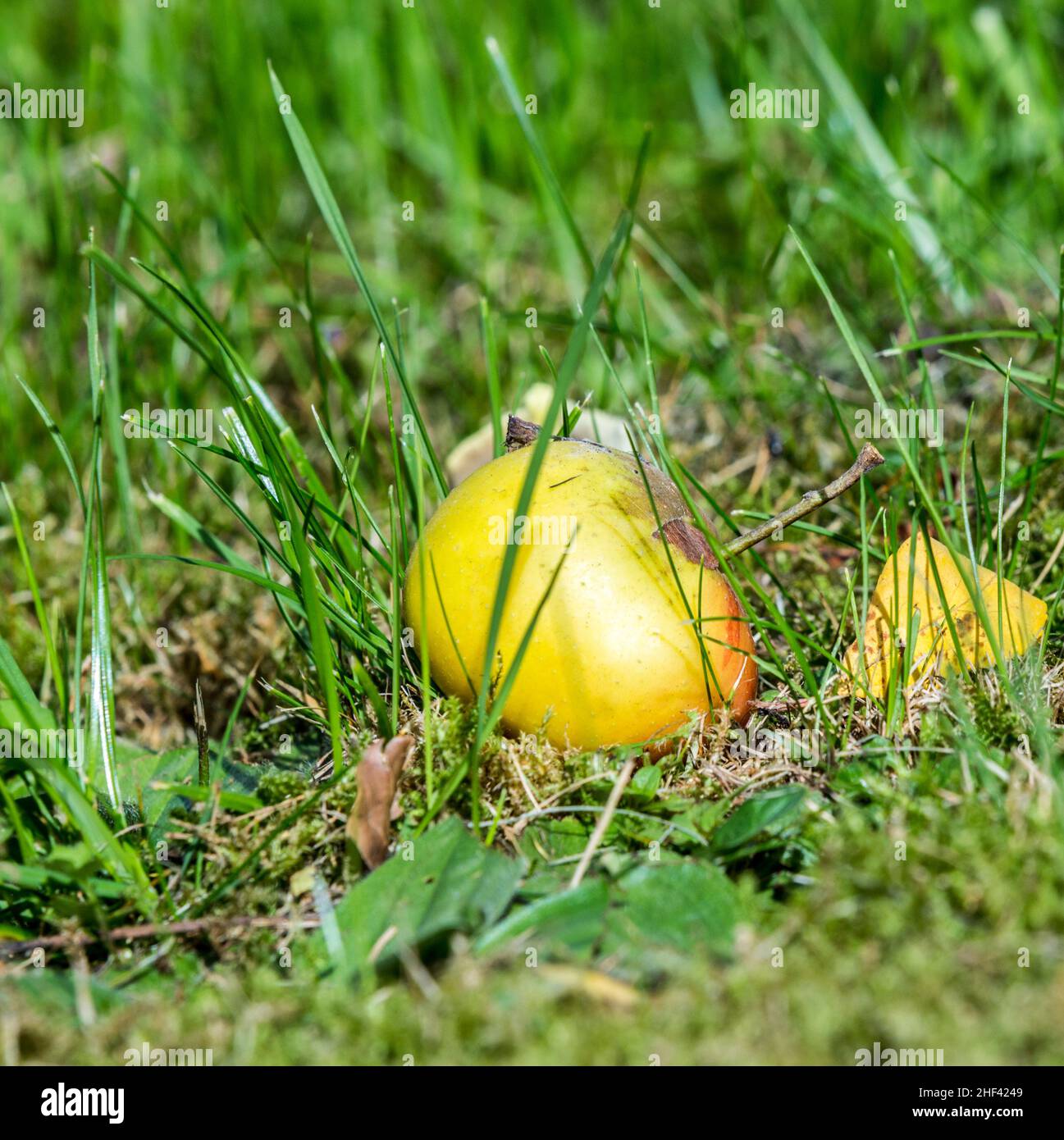 Dettaglio della manna apple nell'erba verde Foto Stock