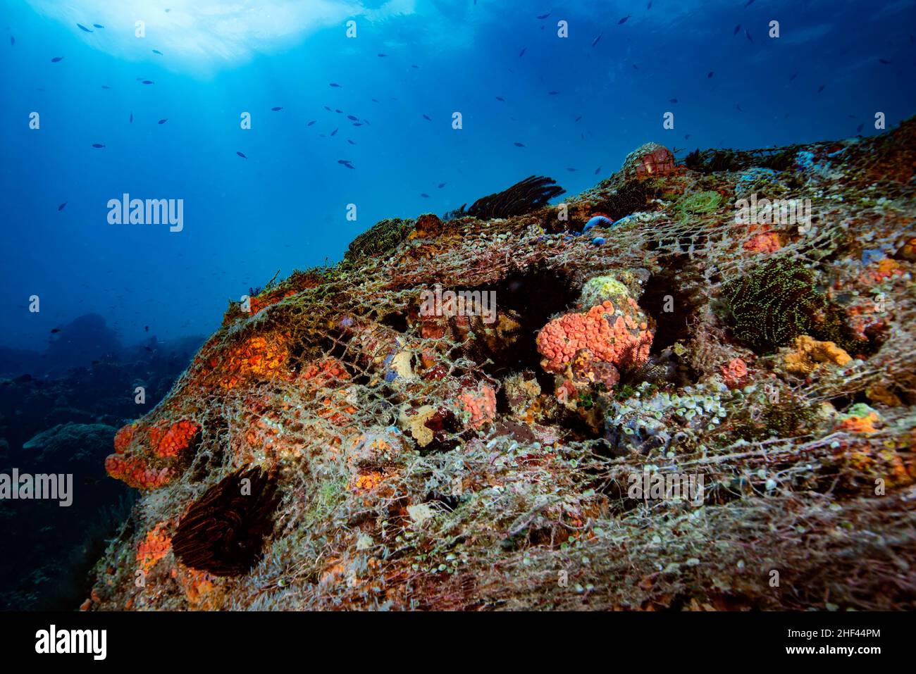 Perdita di rete di pesca fantasma Apo Island Filippine Foto Stock