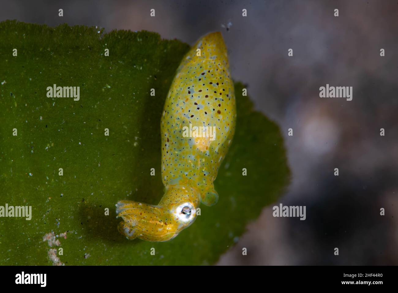 Pygmy Squid Idiosepiids Famiglia Idiosepiidae Foto Stock