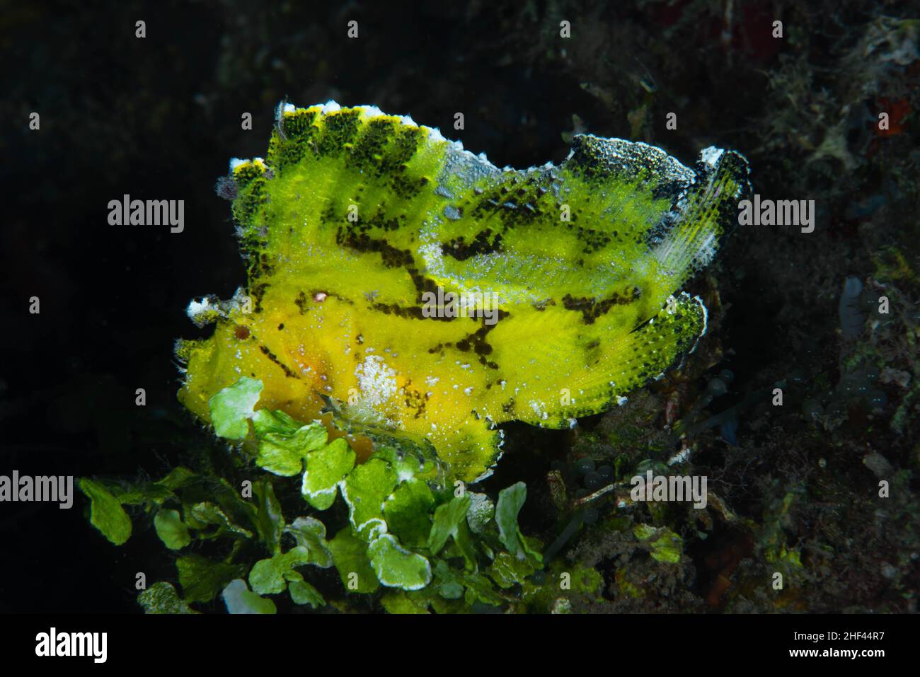 Scorfani foglia Taenianotus triacanthus Foto Stock