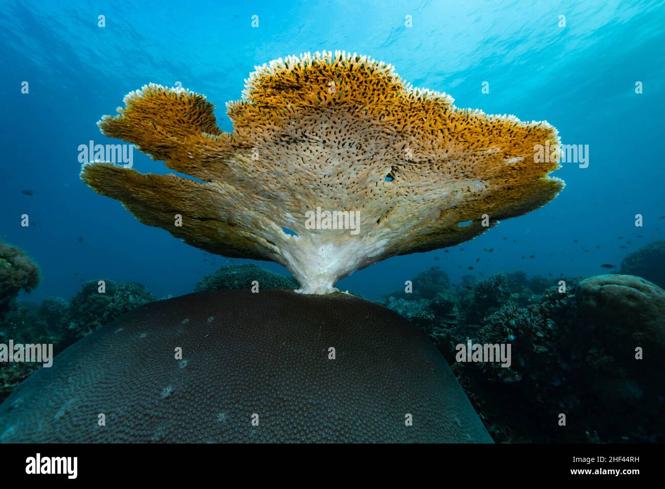 Table Coral Genus Acropora Foto Stock