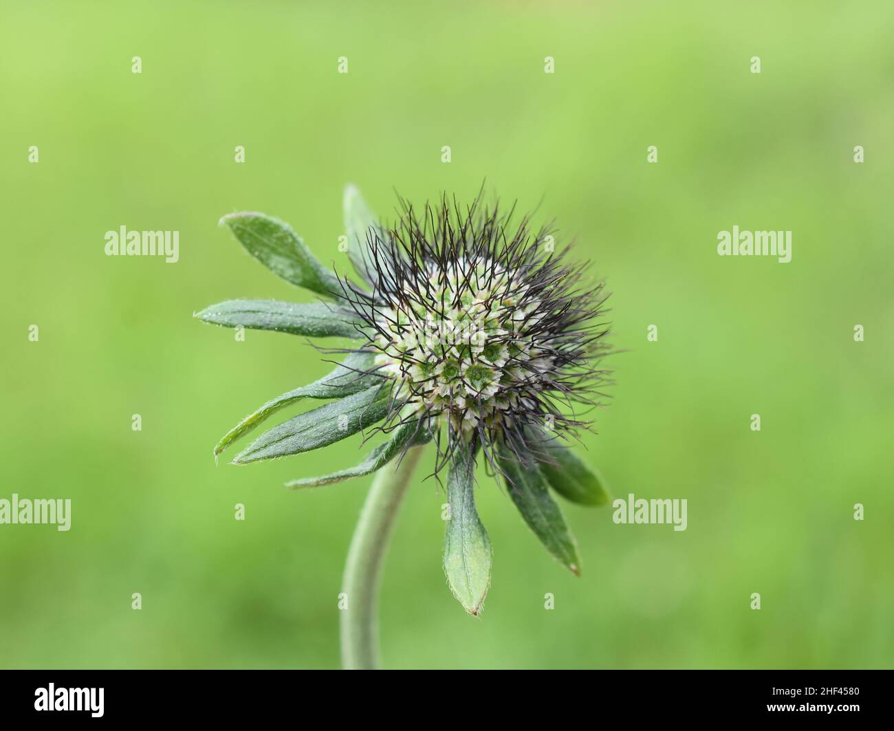 Palla di semi fiorita di scabiosa pincushion fiore pianta su sfondo verde Foto Stock