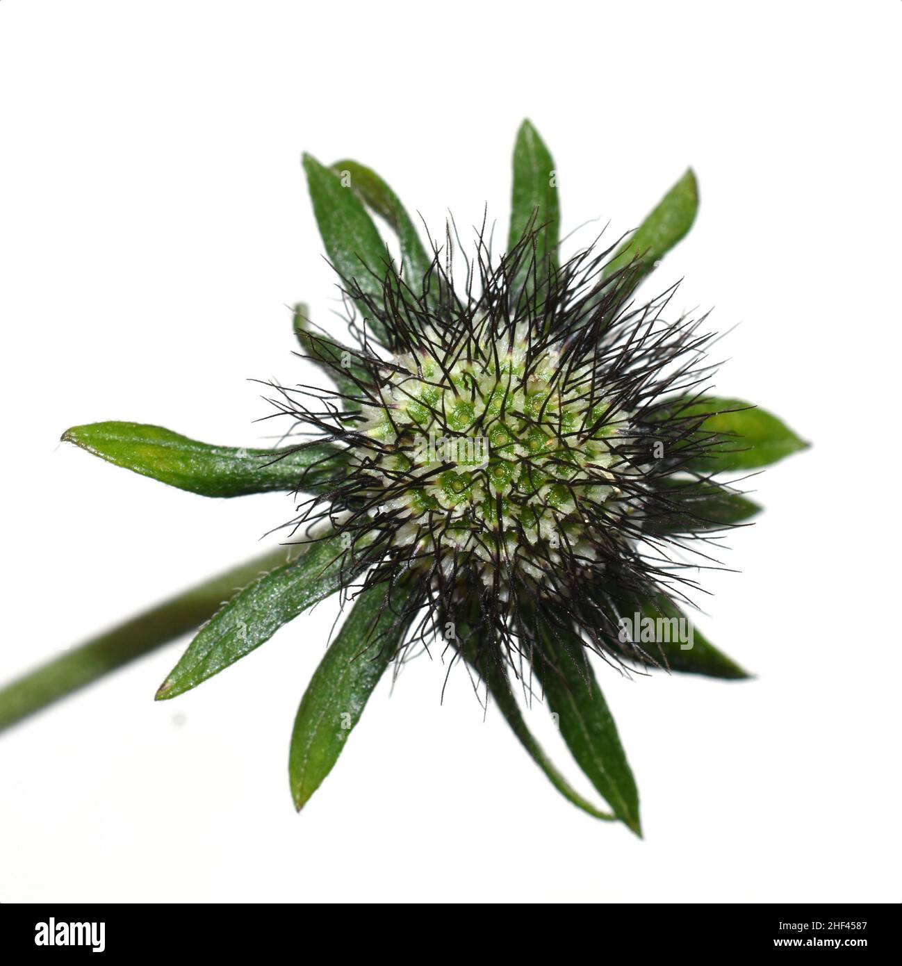 Palla di semi fiorita di scabiosa pincushion fiore pianta su sfondo bianco Foto Stock