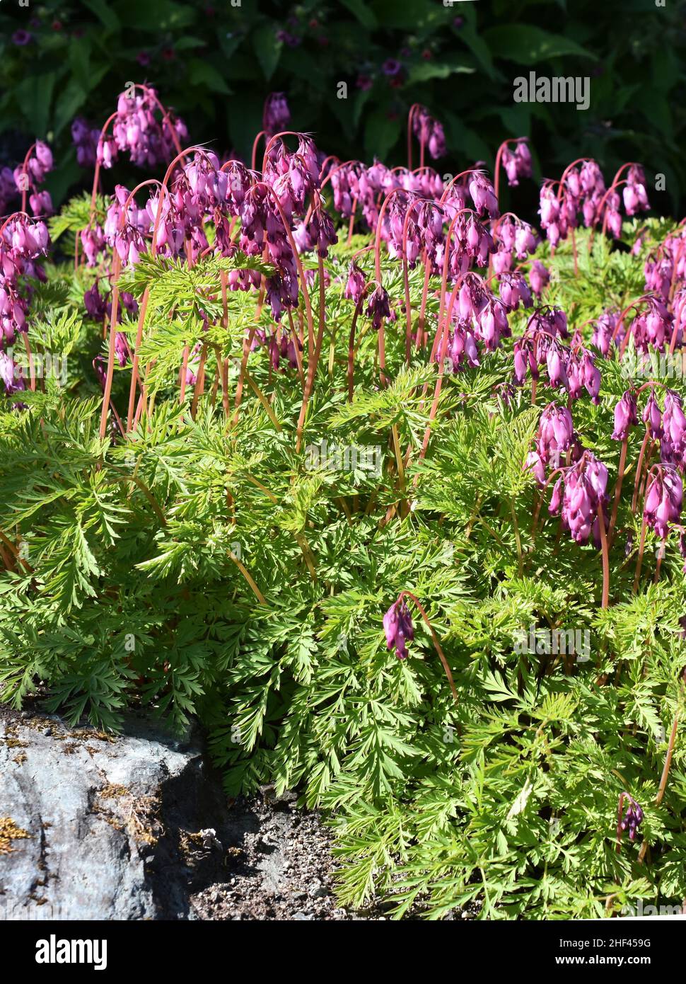 Western sanguinante cuore Dicentra formosa rosa fiori a forma di cuore Foto Stock