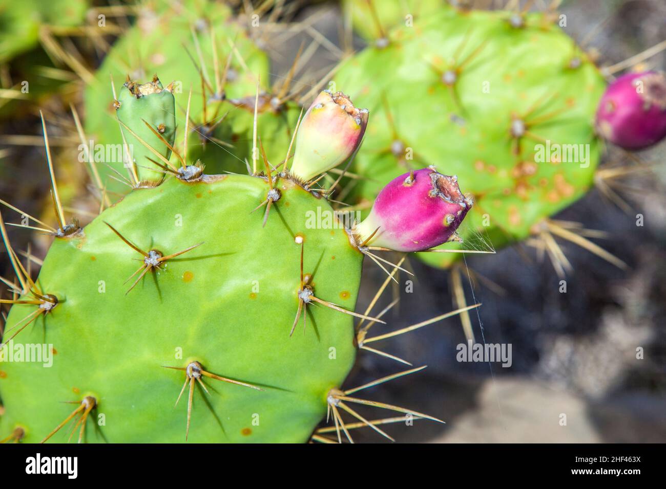 Dettaglio della grande piscina cactus Foto Stock