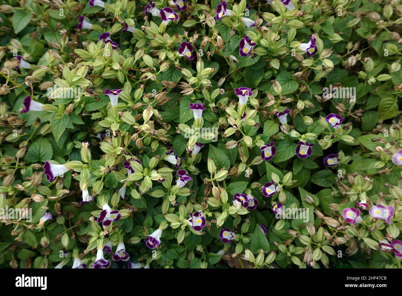 Fotografia di fiori colorati nel cortile anteriore , paesaggio , botanica , vegetazione , naturale Foto Stock