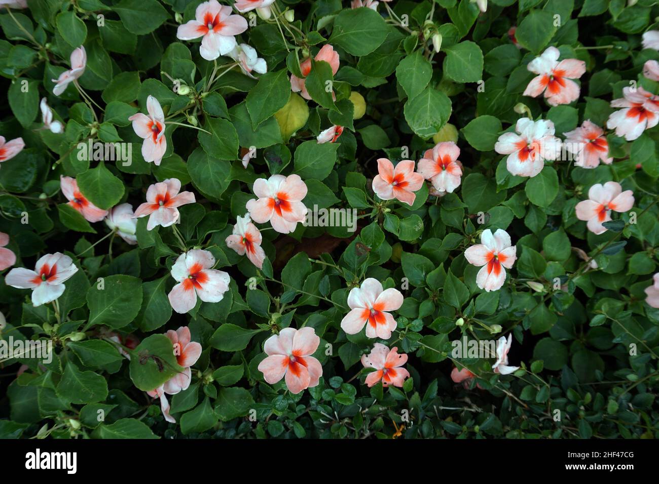 Fotografia di fiori colorati nel cortile anteriore , paesaggio , botanica , vegetazione , naturale Foto Stock