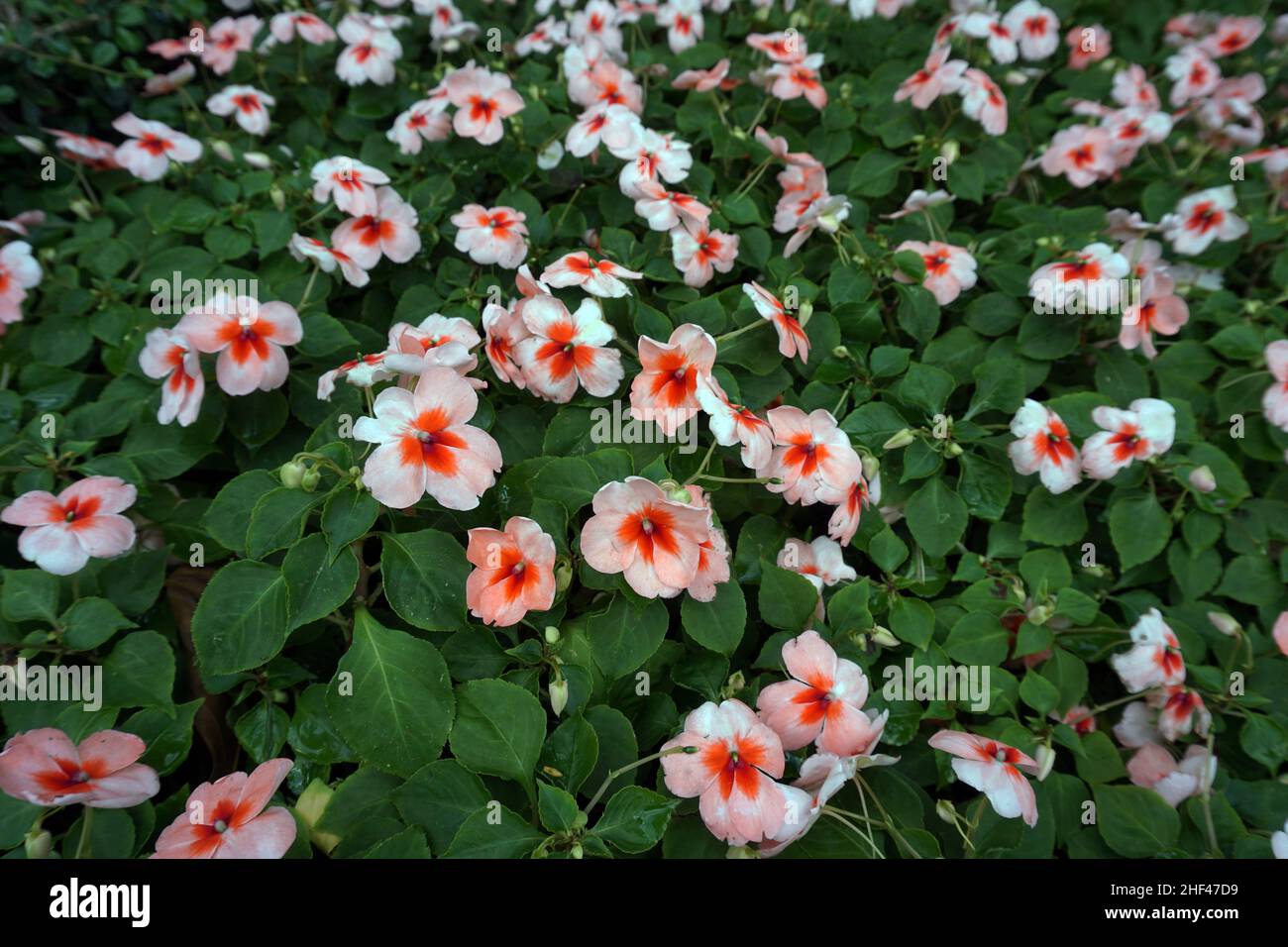 Fotografia di fiori colorati nel cortile anteriore , paesaggio , botanica , vegetazione , naturale Foto Stock