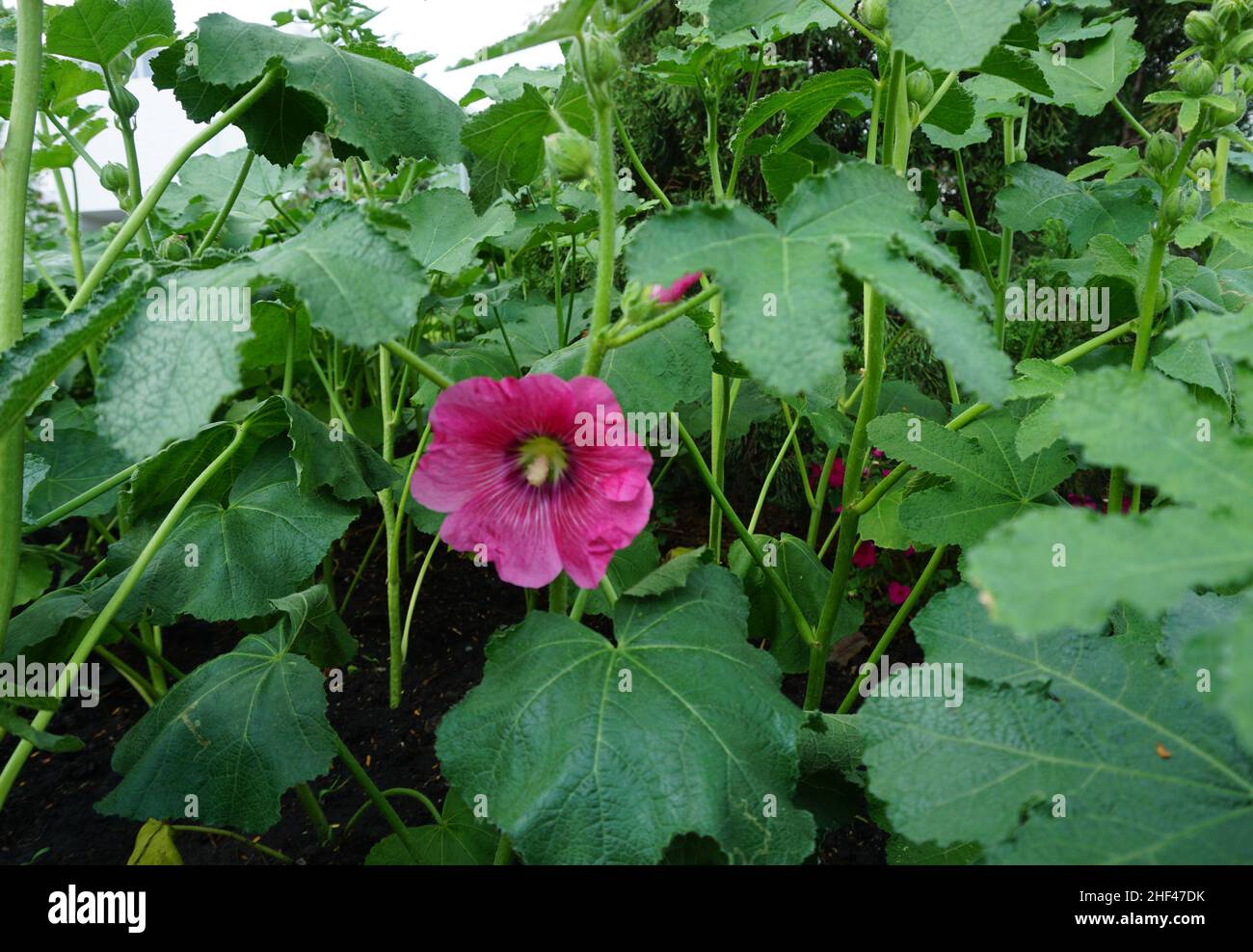 Fotografia di fiori colorati nel cortile anteriore , paesaggio , botanica , vegetazione , naturale Foto Stock