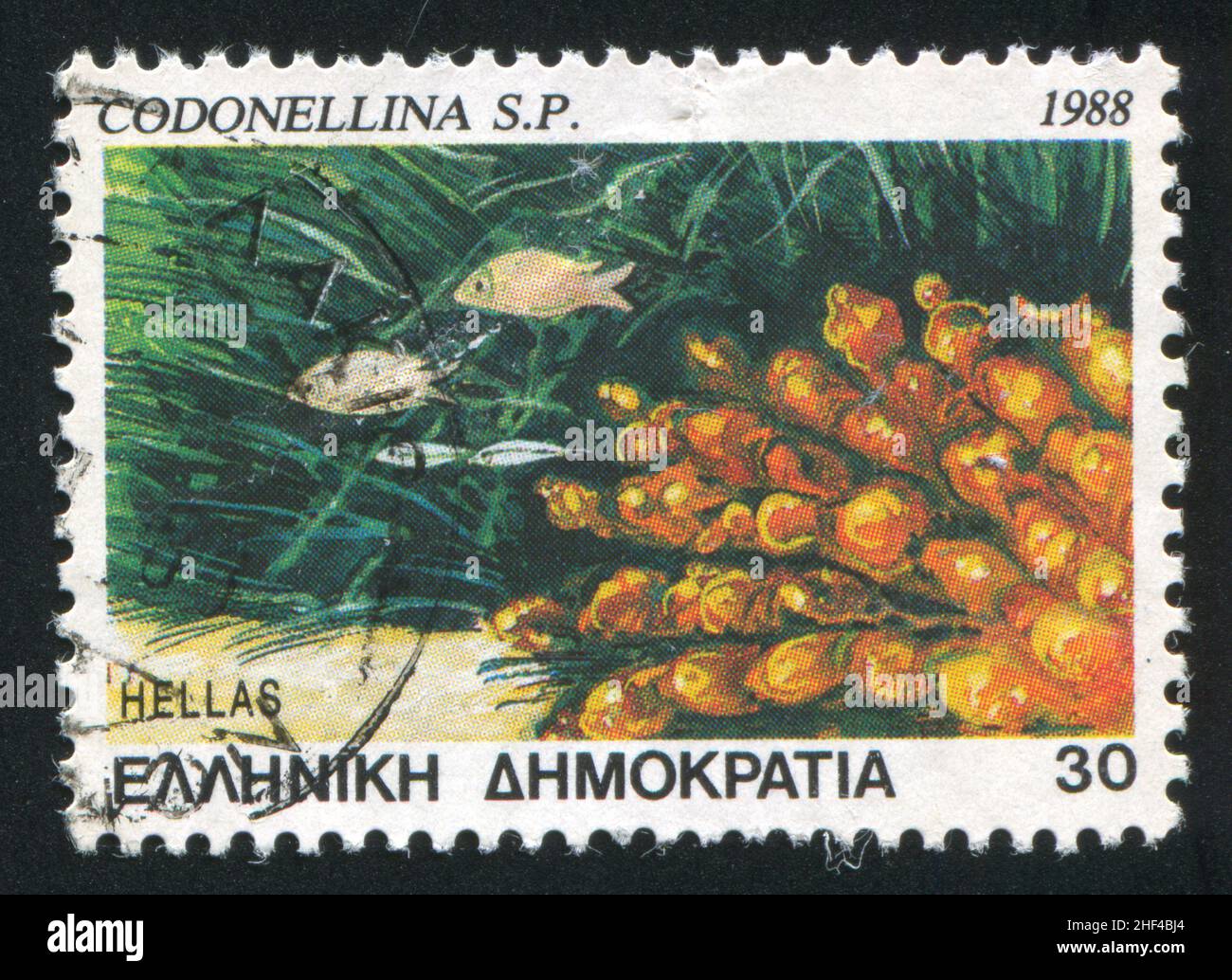 GRECIA - CIRCA 1988: Timbro stampato dalla Grecia, mostra vita marina, circa 1988 Foto Stock