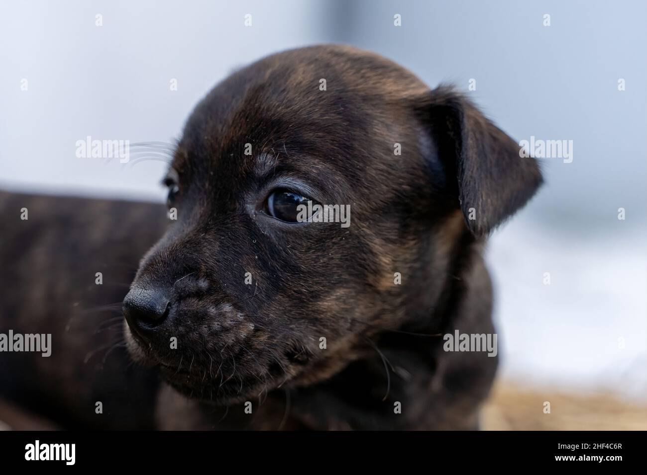 Brindle Jack Russell testa, il cucciolo ha un mese di età. Sembra curioso a sinistra. Temi animali, fuoco selettivo, sfocatura Foto Stock
