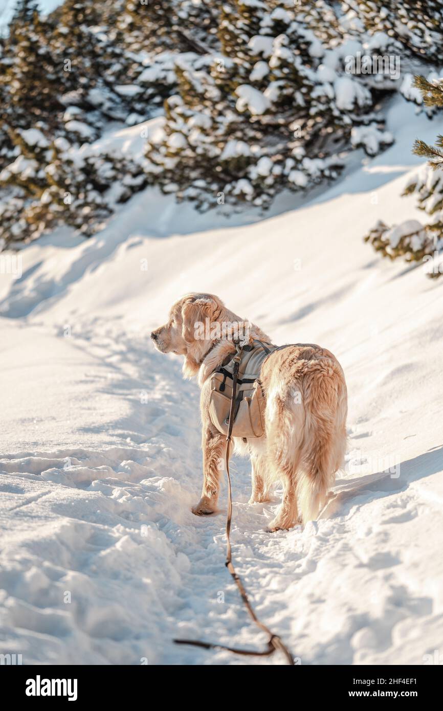 Bel cane bianco grande Golden Retriever in alta montagna con neve e con zaino Foto Stock