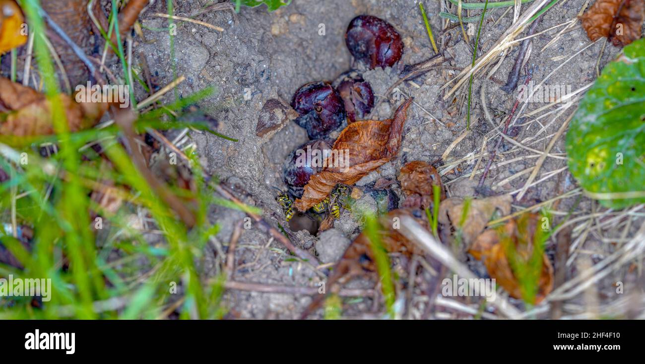 Le vespe di terra, a differenza delle vespe di carta, vivono nel terreno, fotografate in autunno con un flash Foto Stock