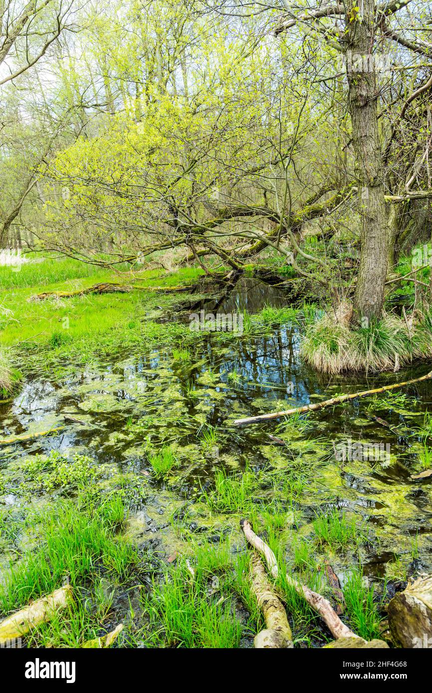 Romantica foresta nel parco naturale Gnitz a Usedom Foto Stock