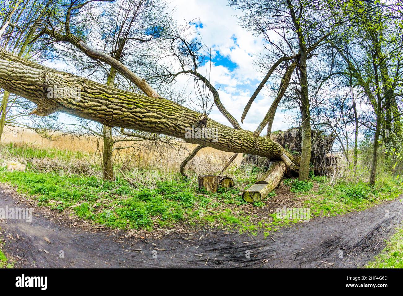 Romantica foresta nel parco naturale Gnitz a Usedom Foto Stock