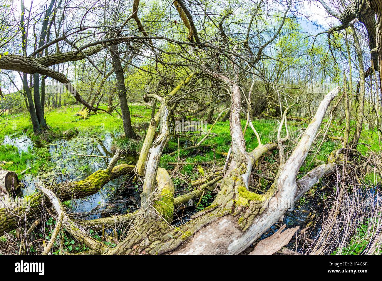 Romantica foresta nel parco naturale Gnitz a Usedom Foto Stock