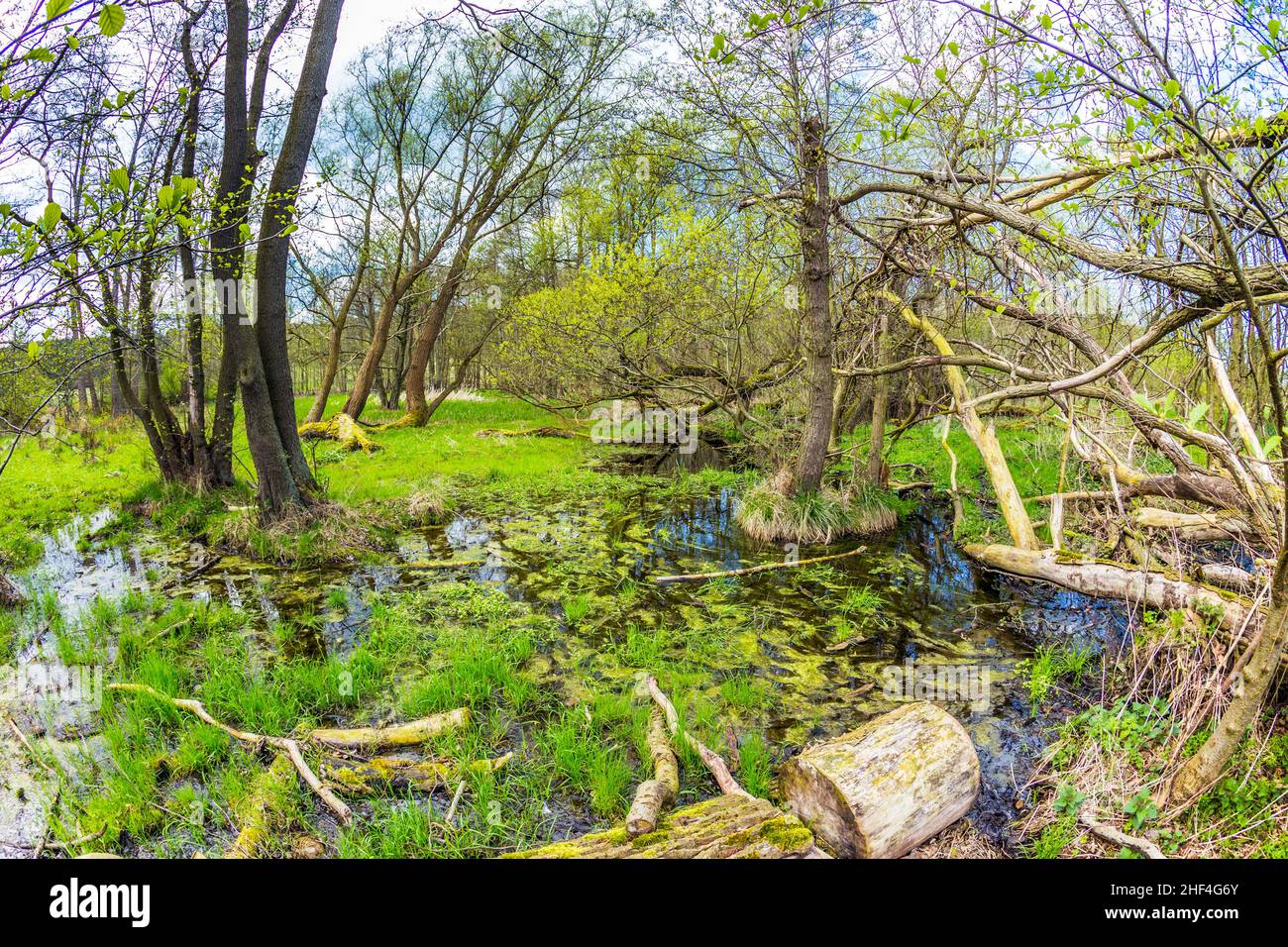 Romantica foresta nel parco naturale Gnitz a Usedom Foto Stock