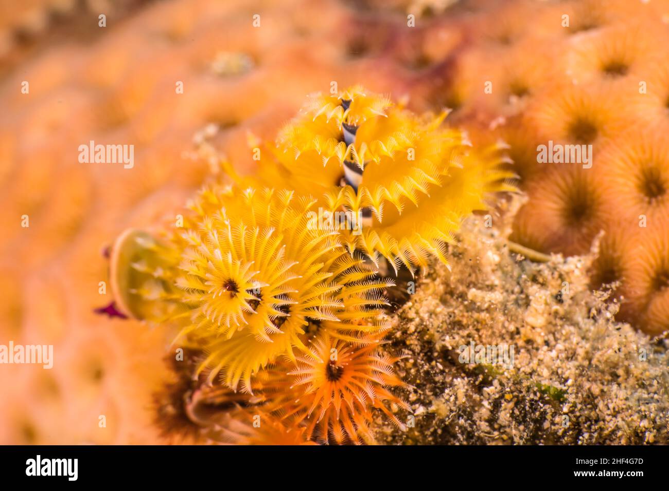 Primo piano, macro di Christmas Tree Worm nella barriera corallina del Mar dei Caraibi, Curacao Foto Stock
