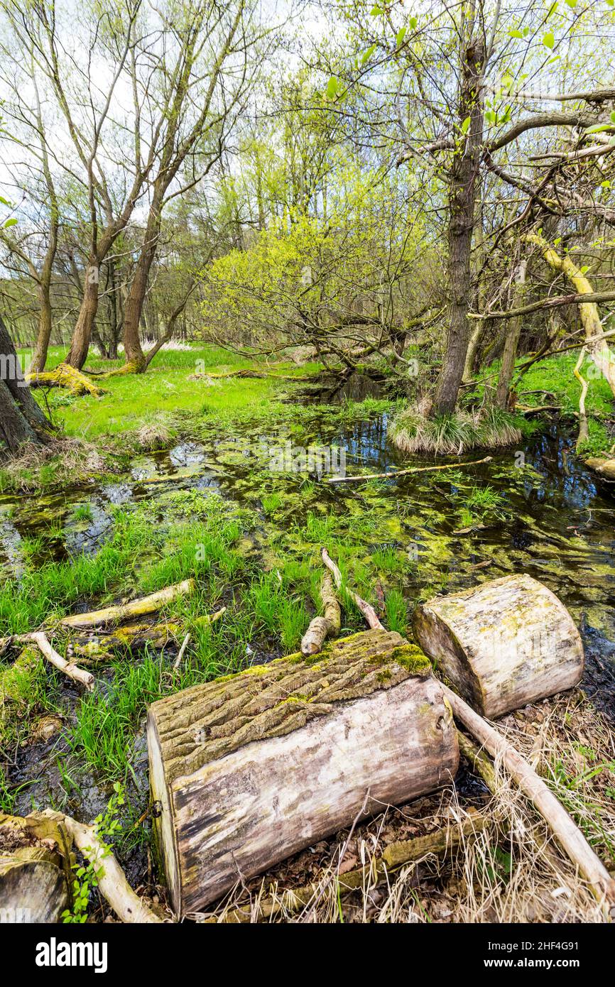 Romantica foresta nel parco naturale Gnitz a Usedom Foto Stock