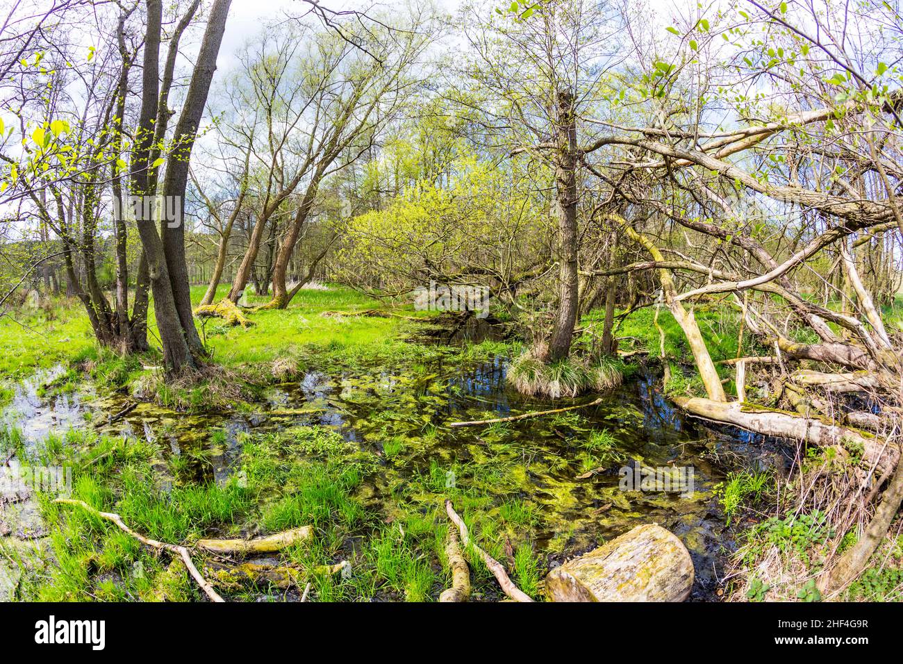 Romantica foresta nel parco naturale Gnitz a Usedom Foto Stock