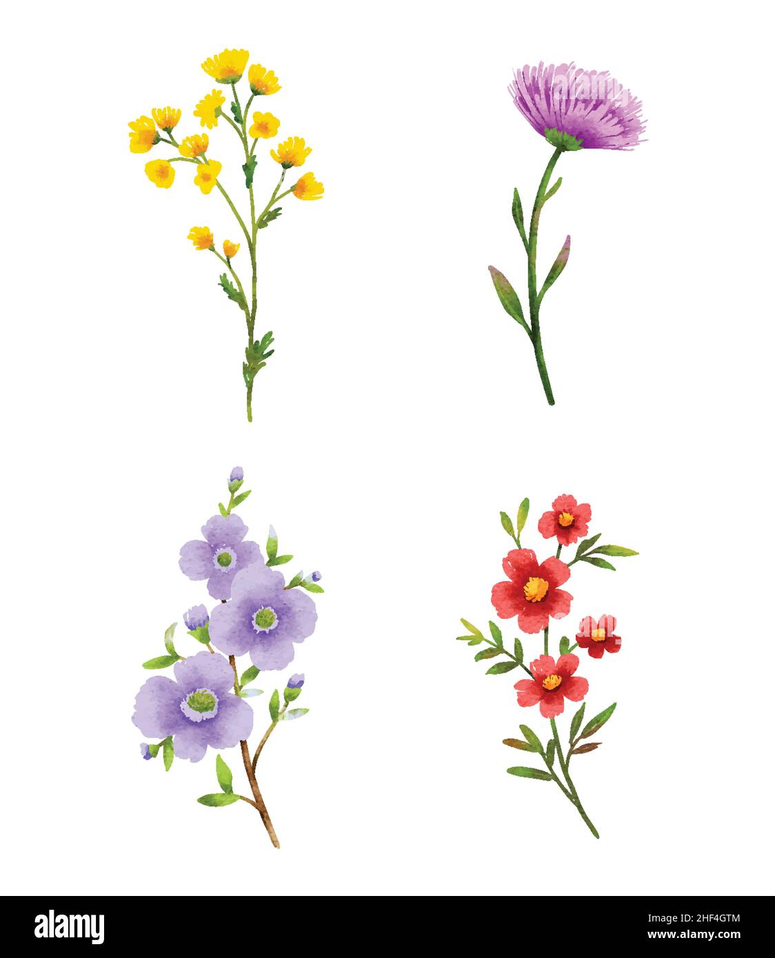 Fiori selvatici watercolor elementi set. Illustrazione Vettoriale