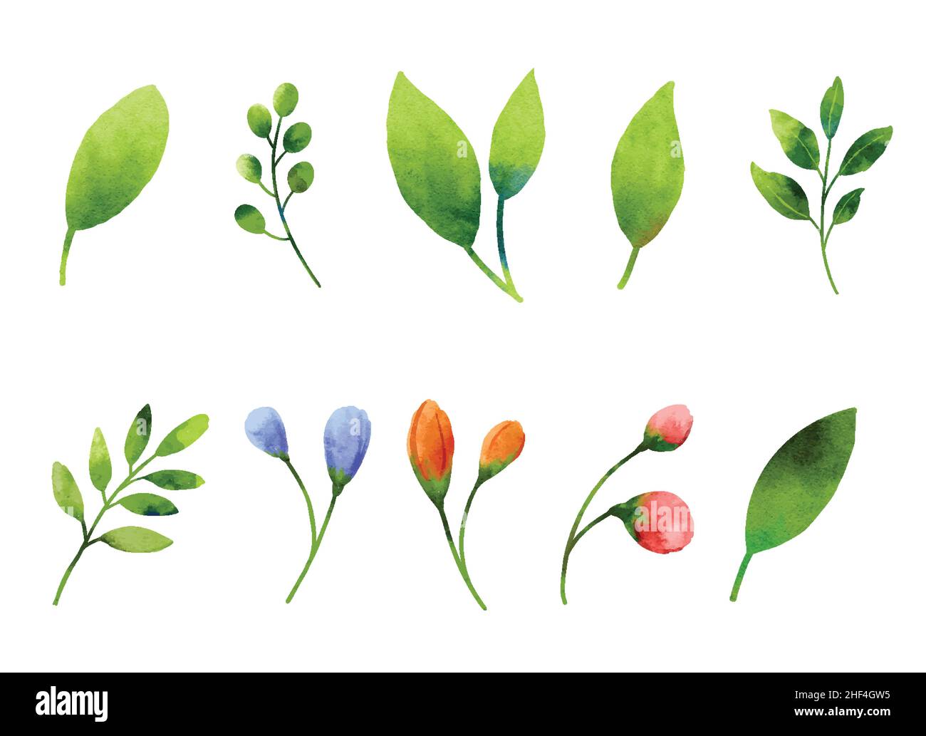 Set di elementi acquerelli per foglie e fiori. Illustrazione Vettoriale