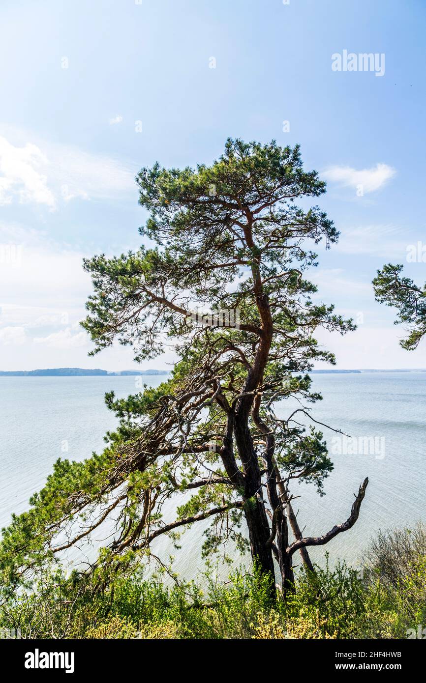 Romantica scogliera ripida con lago a Gnitz in Usedom Foto Stock