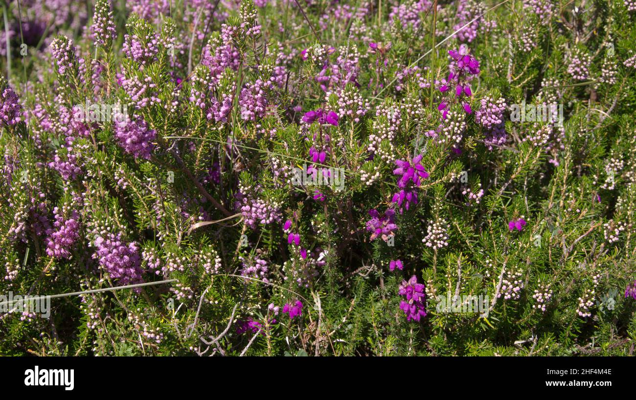 Flora della Cantabria nel nord della Spagna - diversi colori di erica fioritura in estate Foto Stock
