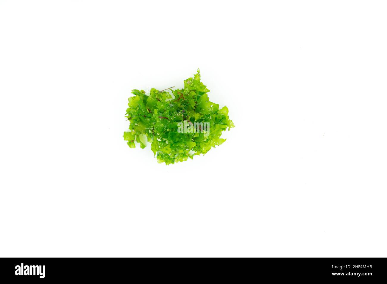 Lattuga marina, alghe verdi su sfondo bianco. Spazio di copia. Vista dall'alto. Foto Stock