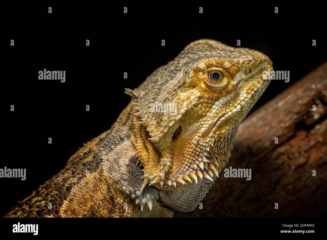 Orientale Drago Barbuto (Pogona barbata) Foto Stock