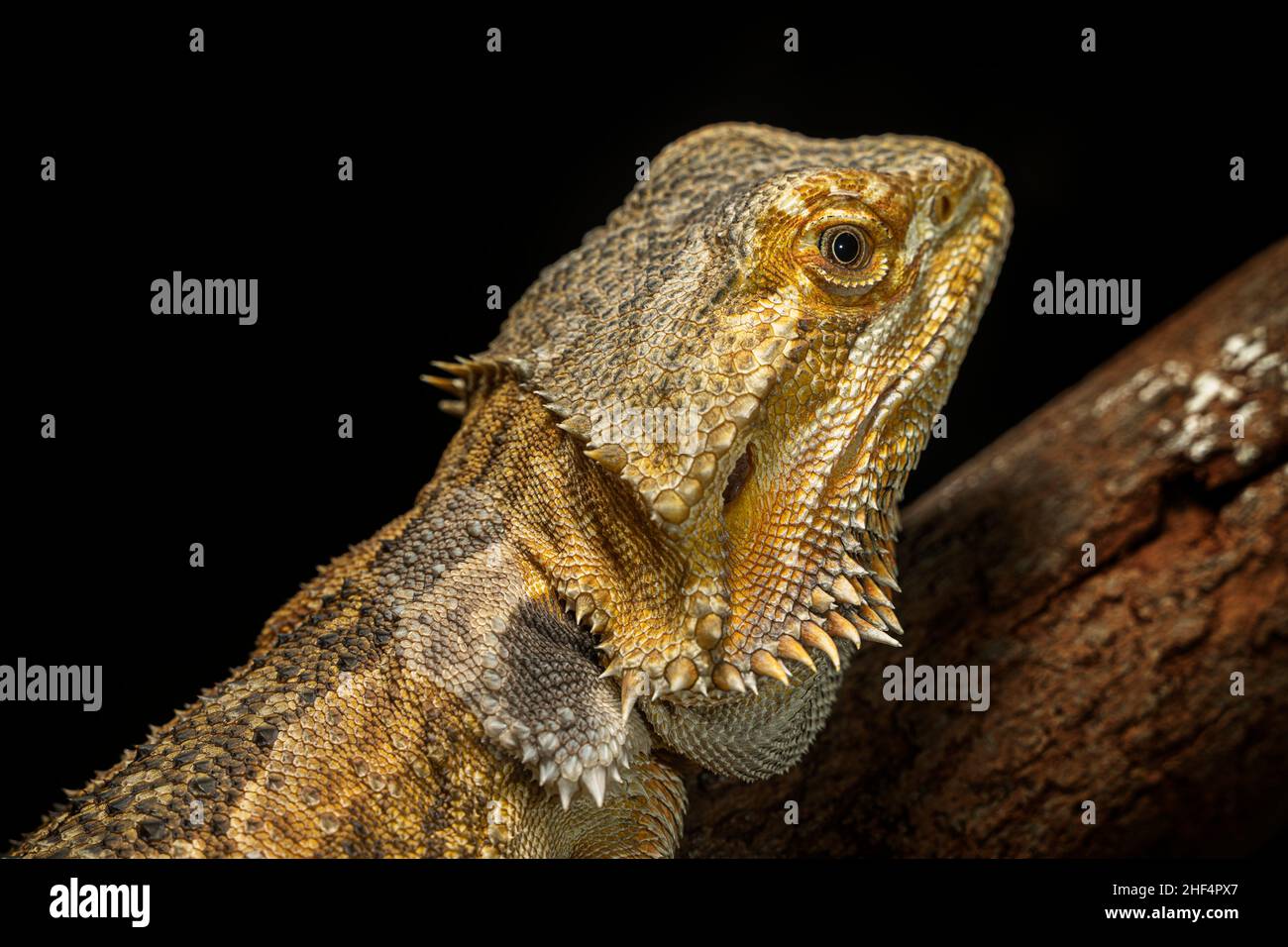 Orientale Drago Barbuto (Pogona barbata) Foto Stock