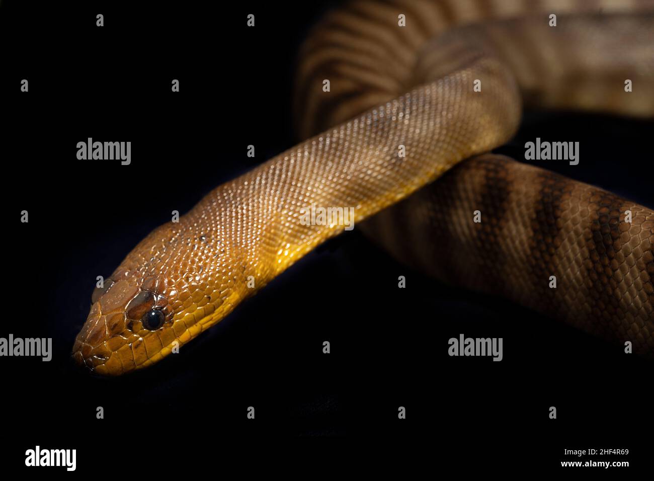 Primo piano ritratto di Woma Python (Aspidites ramsayi) Foto Stock