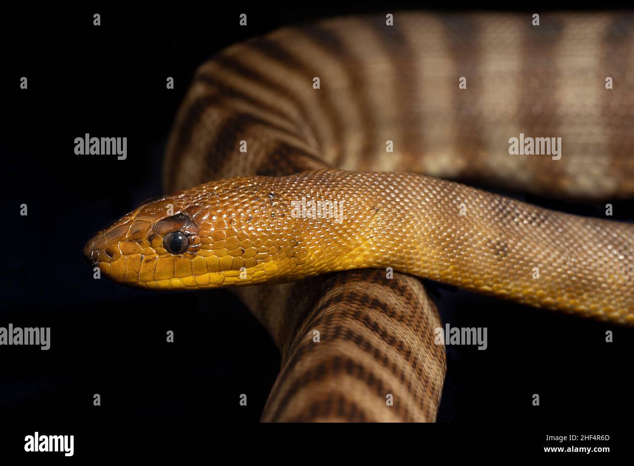 Primo piano ritratto di Woma Python (Aspidites ramsayi) Foto Stock
