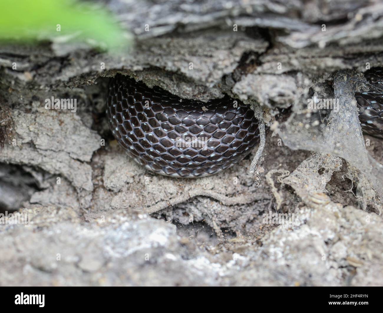 Scaglie di serpenti di serpente aesculapiano (Zamenis longissimus) adulto nascosto nella Serbia occidentale Foto Stock
