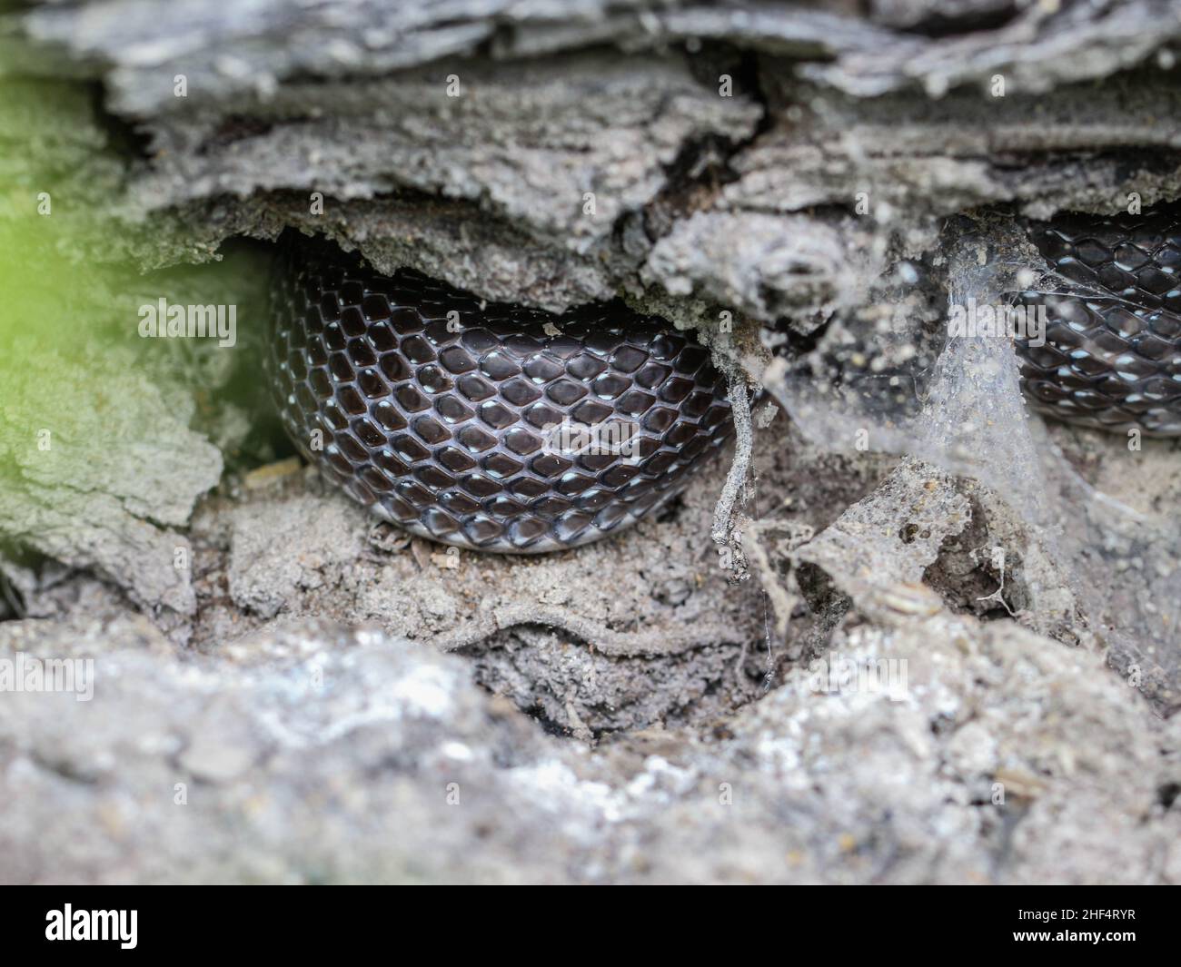 Scaglie di serpenti di serpente aesculapiano (Zamenis longissimus) adulto nascosto nella Serbia occidentale Foto Stock