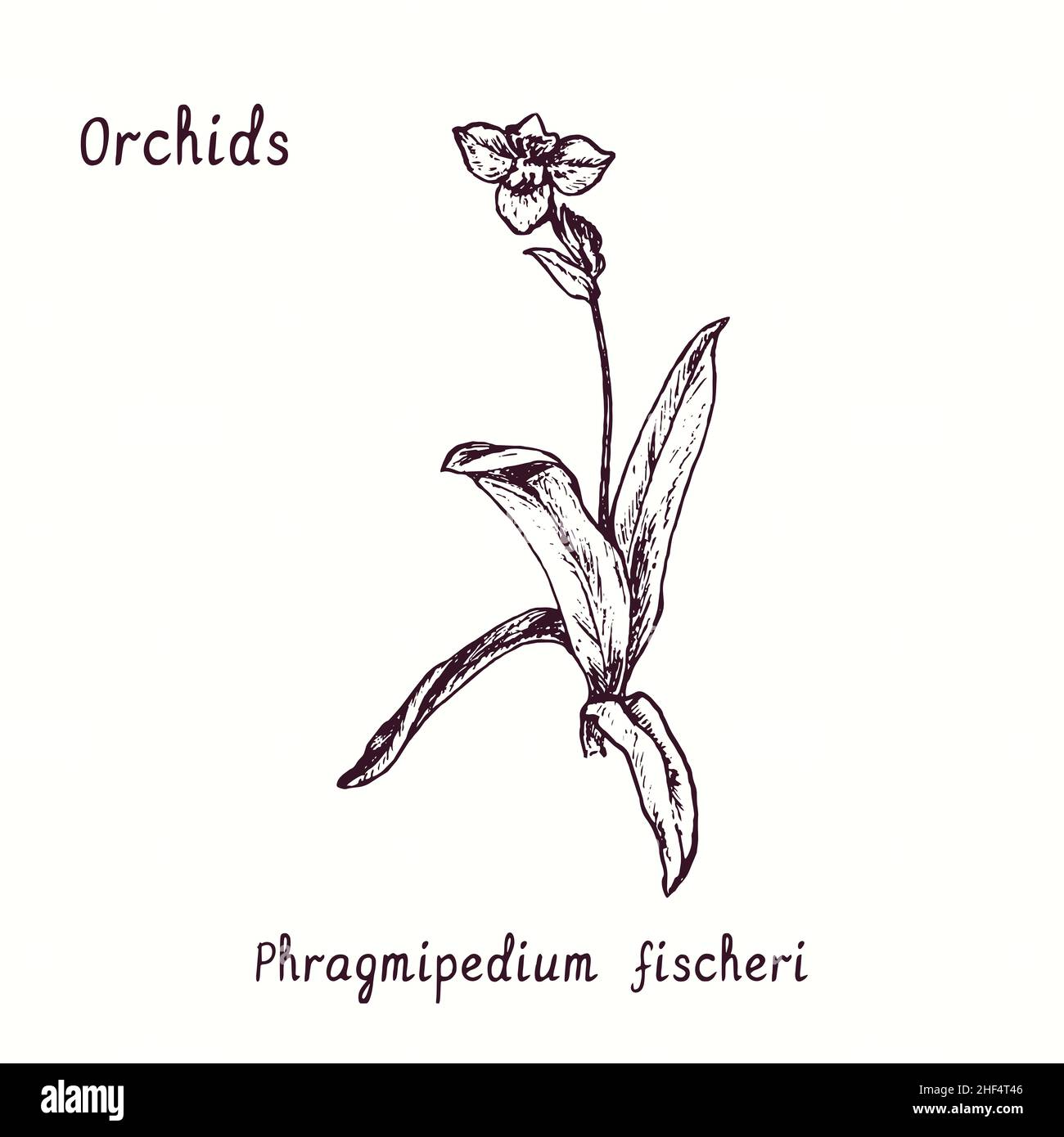 Collezione di fiori di orchidea Phragmipedium fischeri. Inchiostro bianco e nero doble disegno in legno taglio con iscrizione. Foto Stock