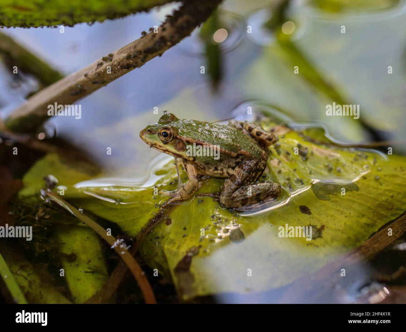 La rana commestibile (Pelophylax kl. Esculentus) nello stagno con foglie di giglio d'acqua giallo Foto Stock