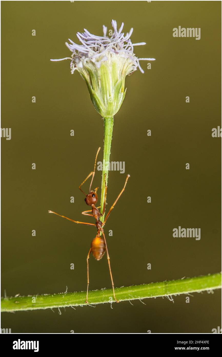 Le formiche incantevoli in un parco di ho Chi Minh City Foto Stock