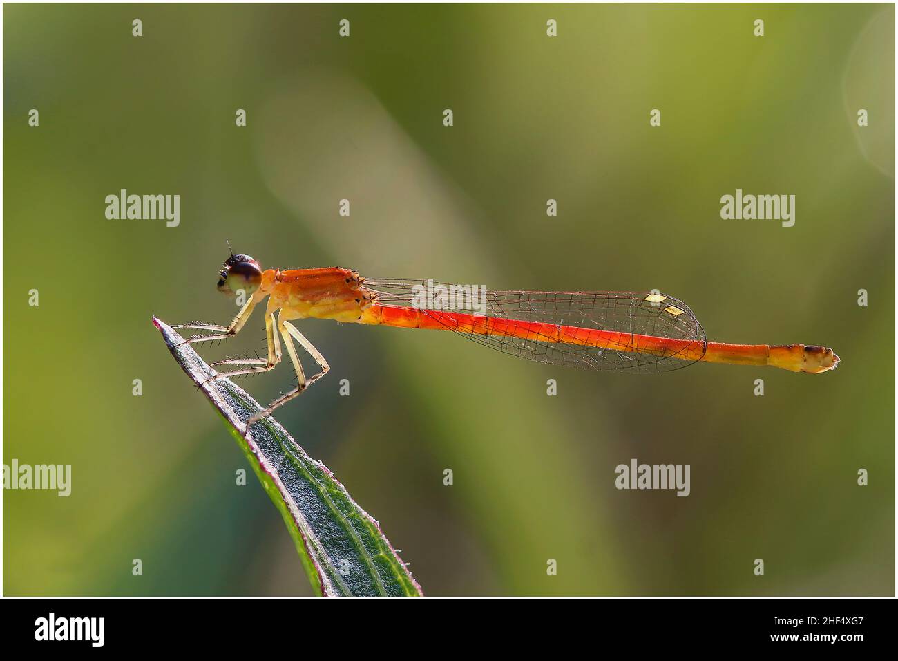 Libellule nel parco di ho Chi Minh City Foto Stock