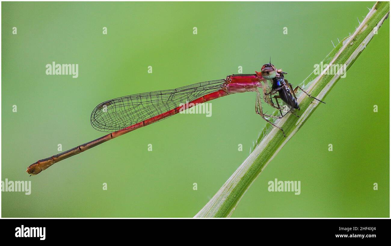 Libellule nel parco di ho Chi Minh City Foto Stock