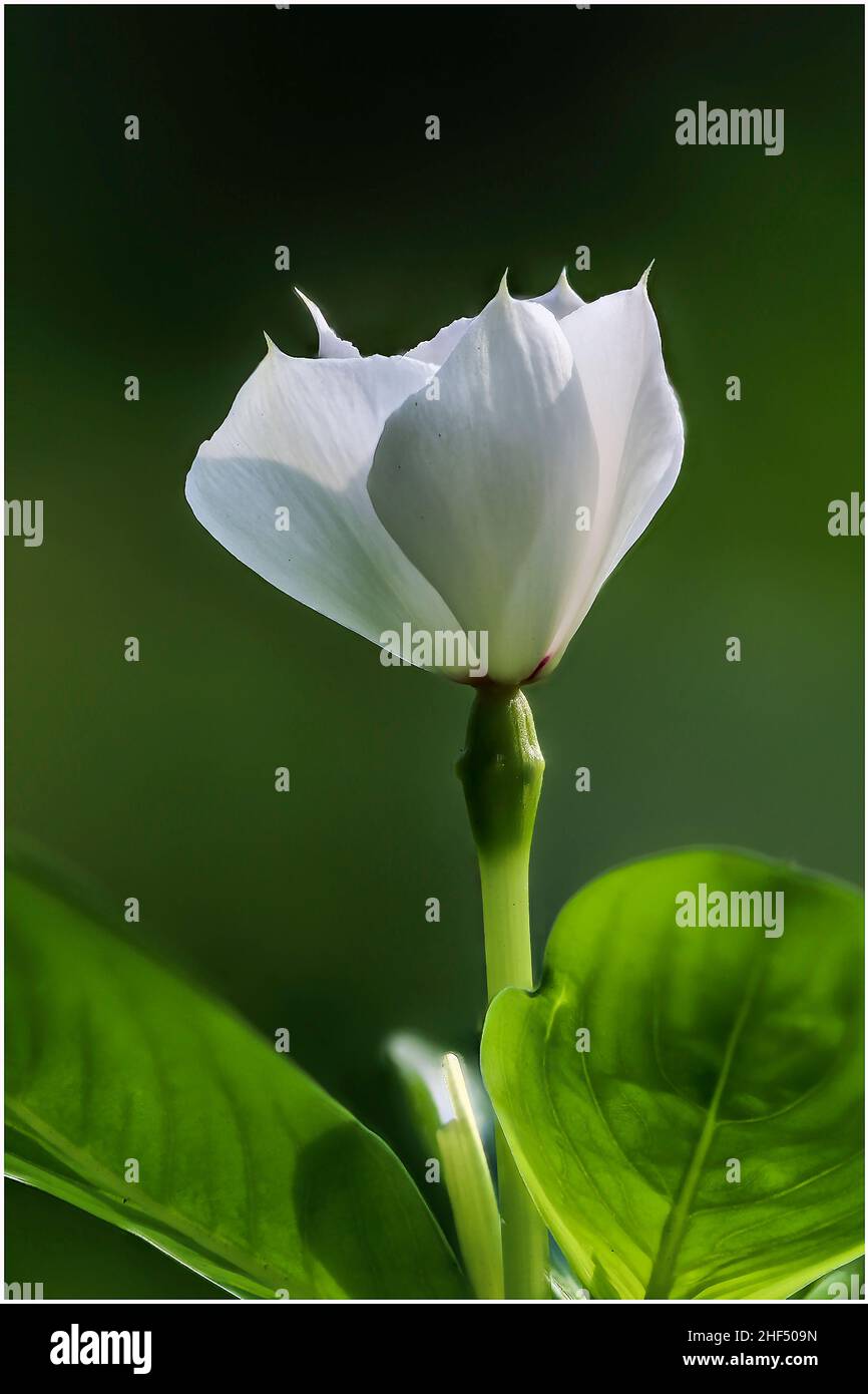 Bellissimi fiori selvatici nel parco di ho Chi Minh City, Vietnam Foto Stock