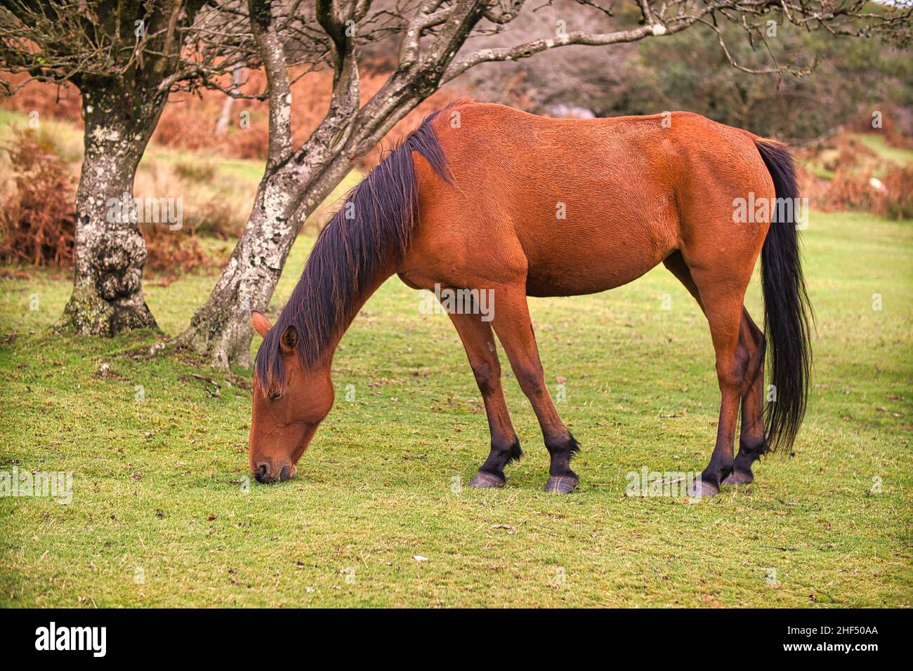 Pascolo del cavallo Foto Stock