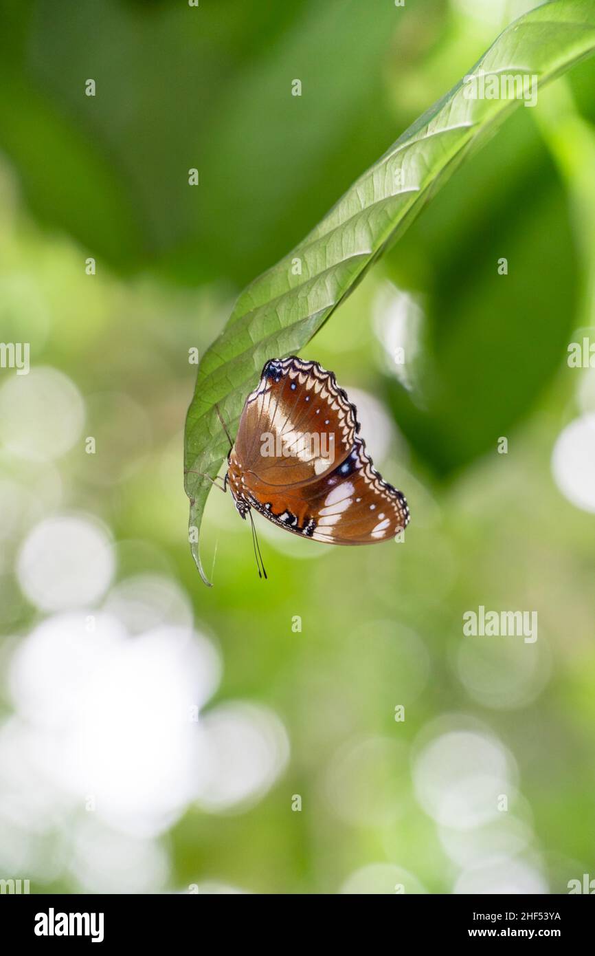 Una farfalla marrone arroccata su un ritratto a foglia verde Foto Stock