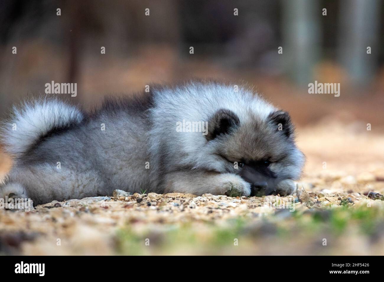 Cheeky Keeshond Puppy Foto Stock