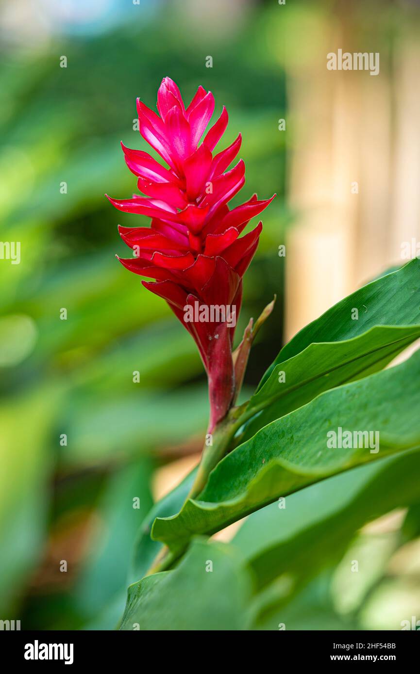 Bellissimi fiori selvatici nel parco di ho Chi Minh City, Vietnam Foto Stock