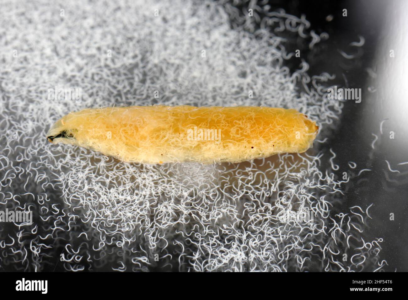 Corpo di larve di cavolo riempito con nematodi parassiti entomopatogeni -Steinernema sp. Anche i nematodi galleggiavano nell'acqua. Foto Stock