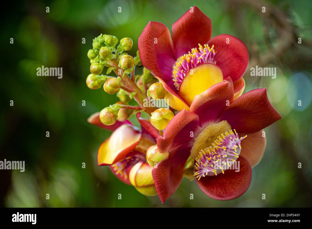 Albero di cannone fiore sacro nel buddismo associato con la vita di Buddha Shakyamuni Foto Stock