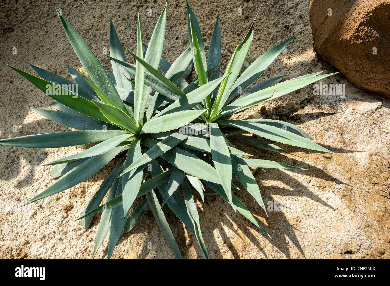 Cactus, l'albero tipico del deserto Foto Stock