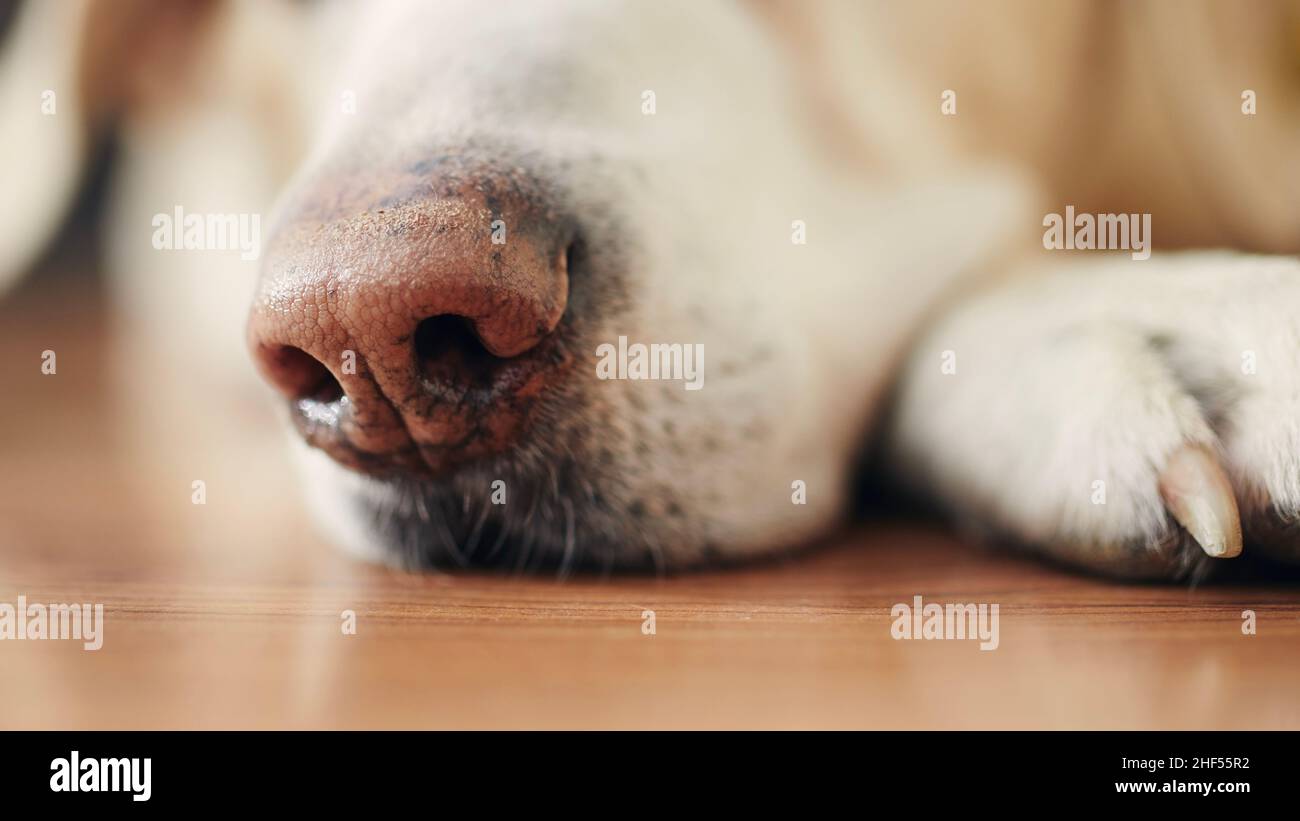 Primo piano del cane che dorme a casa. Muso di labrador Retriever su pavimento in legno. Foto Stock