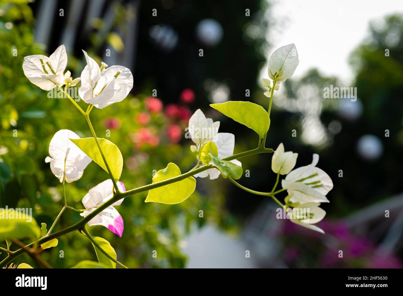 confetti, piante legnose, arbusti o alberi con spine Foto Stock